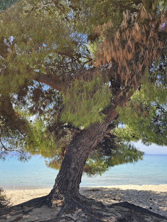  KalogriabeachSithonia 